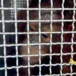 Akhirnya, Pak Guru Musdin Serahkan Orangutan Peliharaannya