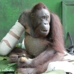 Pelangsi, orangutan yang kehilangan tangan kanan