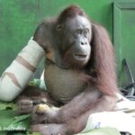 Pelangsi, orangutan yang kehilangan tangan kanan