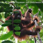 PRESS RELEASE: PELEPASLIARAN ORANGUTAN KALIMANTAN (Pongo pygmaeus) “PELANSI” KE AREAL HUTAN PEMATANG GADUNG KALIMANTAN BARAT