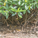 5 Fakta Tentang Pentingnya Mangrove yang Harus Kalian Ketahui