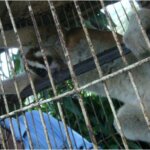 Rescue Kukang Liar dari Gunung Malang, Tenjolaya