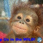 Keep Us in the WILD!
