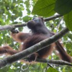 Pelepasliaran Tiga Orangutan di Kawasan Taman Nasional Gunung Palung