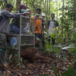 Tiga Individu Orangutan Dikembalikan ke Habitatnya di Taman Nasional Gunung Palung