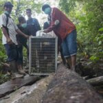 3 Orangutan Dilepasliarkan di Taman Nasional Gunung Palung