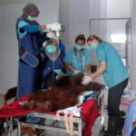 Lowongan Kerja - Veterinary YIARI Ketapang