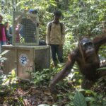 8 Tahun Direhabilitasi, Kini Melky Hidup Bebas di Gunung Tarak Bersama Lima Kukang Eks-Peliharaan