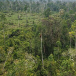 Ingin ke Hutan? Eitss Perhatikan Hal Ini Dulu Ya!