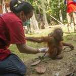BKSDA Kalbar dan IAR Indonesia Selamatkan Bayi Orangutan di Hulu Sungai