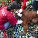 Penyelamatan Orangutan Induk Anak di Semanai