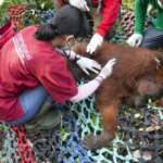 Penyelamatan Orangutan di Riam Berasap