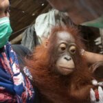 IAR Indonesia dan BKSDA Kalbar Selamatkan Satu Individu Orangutan di Seponti Jaya