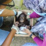 Tiga Bayi Orangutan Dalam Sehari: Upaya Rescue Bersama BKSDA Kalbar, Polisi dan YIARI