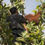 IAR Indonesia Selamatkan Orangutan di Kebun Nanas