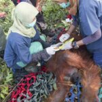 Ini Penyebab Orangutan Rusak Kebun Warga di Ketapang