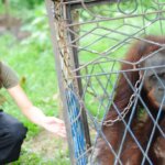 IAR kembali selamatkan Orangutan