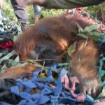 Orangutan di Kebun Palawija Warga Berhasil Dievakuasi