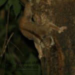 Tim monitoring Beruk dan kukang Sumatera di kawasan HL (hutan Lindung) Batutegi Tanggamus – Lampung