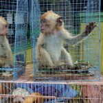 Menyelamatkan Primata Langka Bukan Perkara Eksotisme Semata