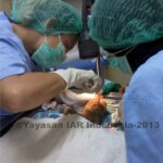 "Tanoe" Si Kukang Serahan MNC-TV Menjalani Operasi Gigi
