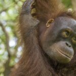 Setiap Makhluk Punya Peran Terhadap Bumi, Termasuk Orangutan Lho!