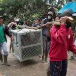 Orangutan Kembali Dilepasliarkan