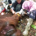 Kukar Menggelandang dari Gunung Palong