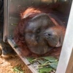 Kisah Kukar Si Orangutan Jalan-Jalan ke Kebun Kelapa