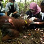 Orangutan Jantan Berusia 17 Tahun Dilepasliarkan ke Taman Gunung Palung
