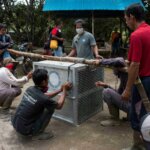 Video Pelepasliaran Orangutan di Taman Nasional Gunung Palung