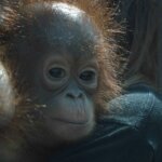 Bahiyah Rawat Bayi Orangutan Seperti Anak Sendiri