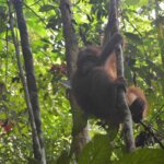 IAR Kembali Lepas Liarkan Sebelas Orang Utan