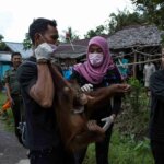 BKSDA Kalbar Selamatkan Tujuh Ekor Kukang dan Satu Ekor Orangutan
