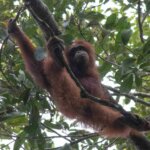 Antar Shila dan Amin Kembali ke Hutan