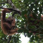 IAR Indonesia Lepasliarkan Dua Orangutan