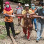 Pemeliharan Orangutan Picu Perdagangan dan Perburuan Tetap Berlangsung