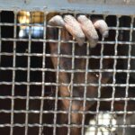Perjuangan Para Aktivitis Orangutan Melepasliarkan Orangutan Korban Konflik