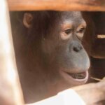 2 Orangutan Berhasil Diselamatkan dari Pemeliharaan Ilegal Warga di Ketapang