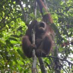 PELEPASLIARAN “MIMI” DI TN BUKIT BAKA BUKIT RAYA