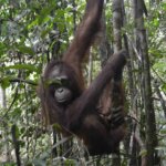 Rumah Baru Si Pongo di Jantung Borneo