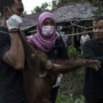 Satu Lagi, Orangutan Diselamatkan dari Warga