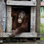 BKSDA Kalbar Kembali Selamatkan Orangutan