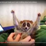 The horrible truth behind the “cute” slow loris videos