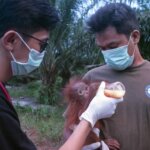 Penyelamatan Satu Bayi Orangutan di Kebun Sawit