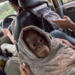 Hutan Itu Memang Habitatnya Orangutan, Jangan Dirusak!
