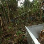 YIARI dan BBKSDA Jawa Barat Lepasliar Dua Individu Kukang Jawa