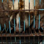 Pemelihara Satwa Dilindungi Bisa Berurusan Dengan Hukum