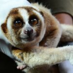 Puluhan Kukang Dilepas ke Hutan Usai Dikarantina