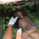 #TrenSosial: Nasib pilu 14 orang utan yang diselamatkan dari kebakaran hutan di Kalimantan